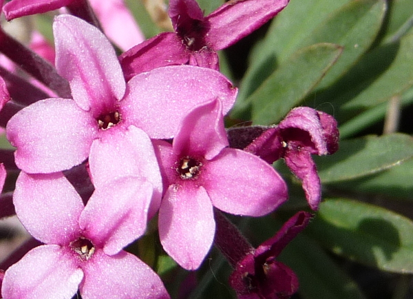 Daphne cneorum