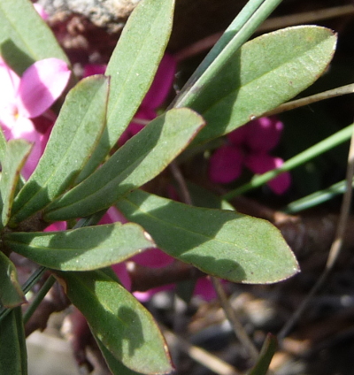 Daphne cneorum