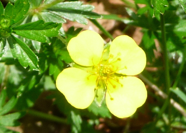 Potentilla erecta