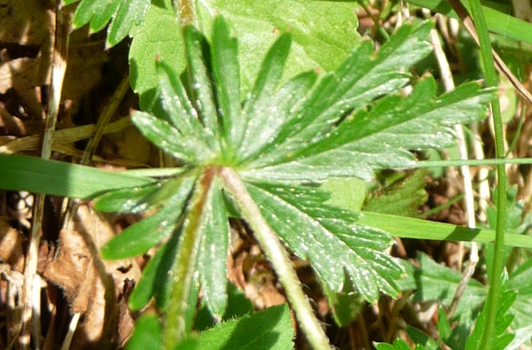 Potentilla erecta