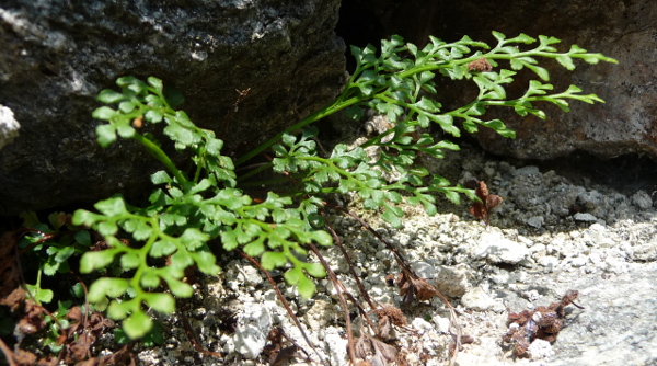 Asplenium ruta-muraria