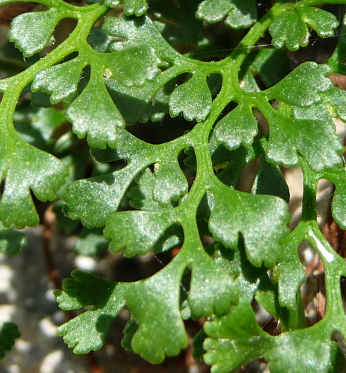 Asplenium ruta-muraria