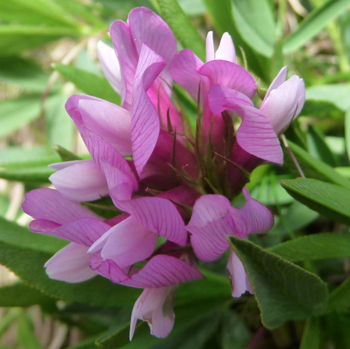 Trifolium alpinum