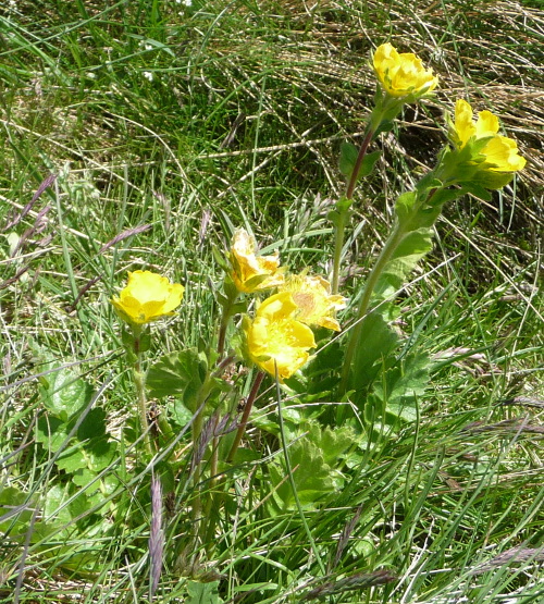 Geum montanum (Rosaceae)