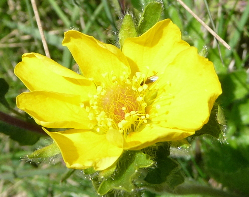Geum montanum (Rosaceae)