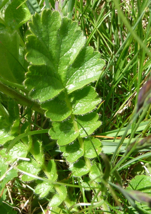 Geum montanum (Rosaceae)