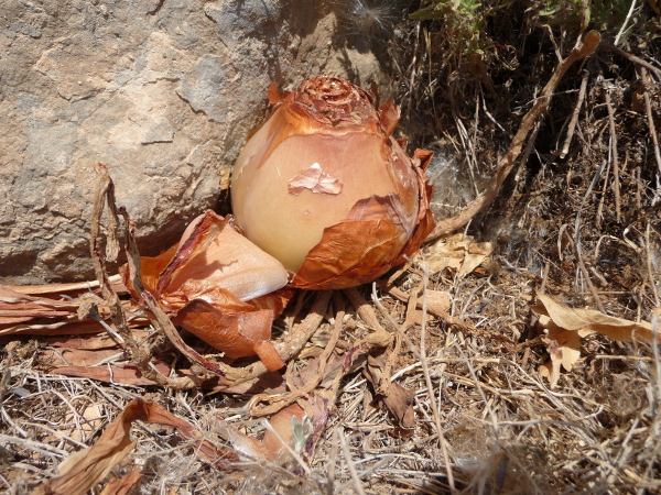 Charybdis maritima, bulbo