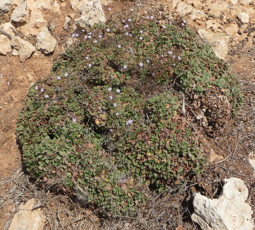 Limonium sp.