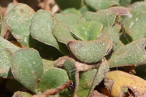 Limonium sp.