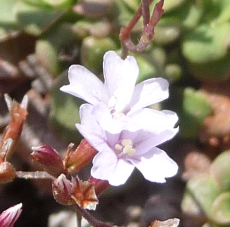 Limonium sp.