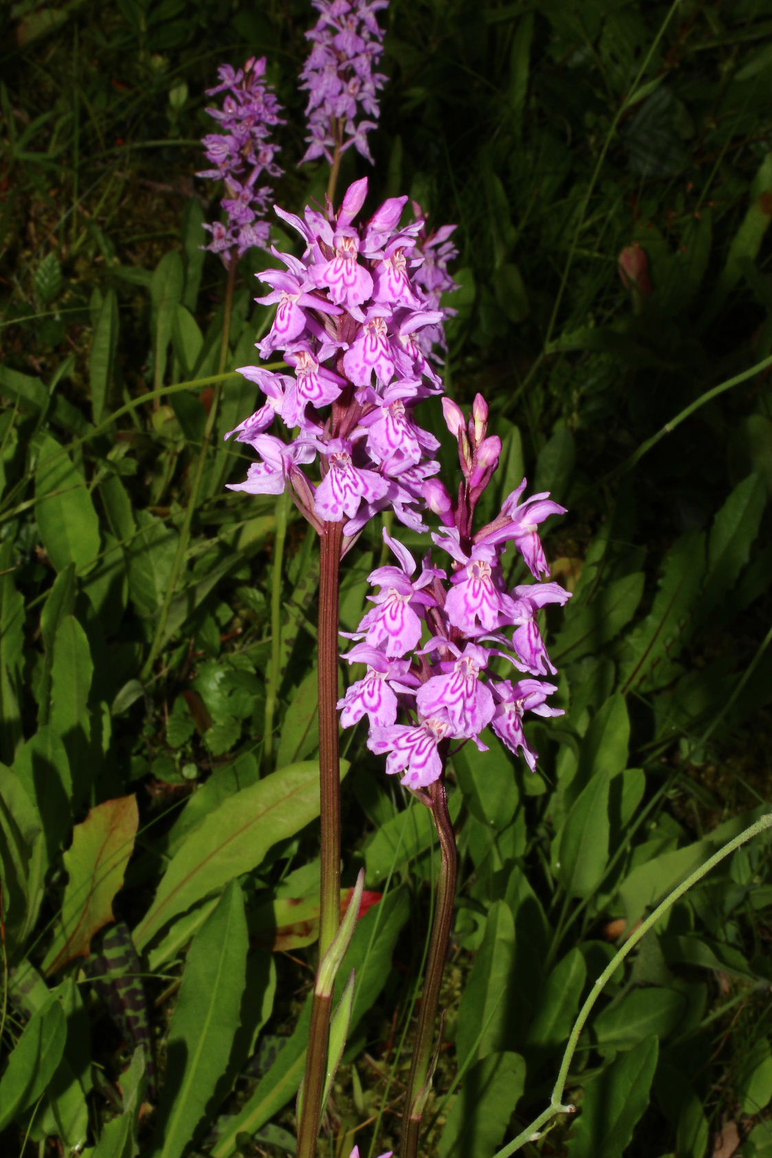 Orchidee dallAlto Adige