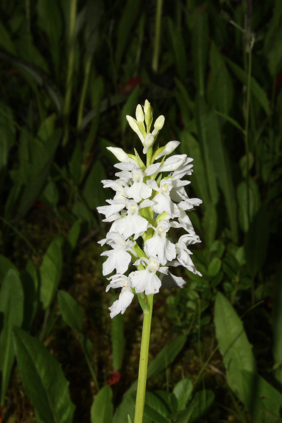 Orchidee dallAlto Adige