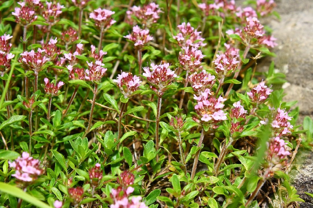 Thymus pulegioides / Timo goniotrico