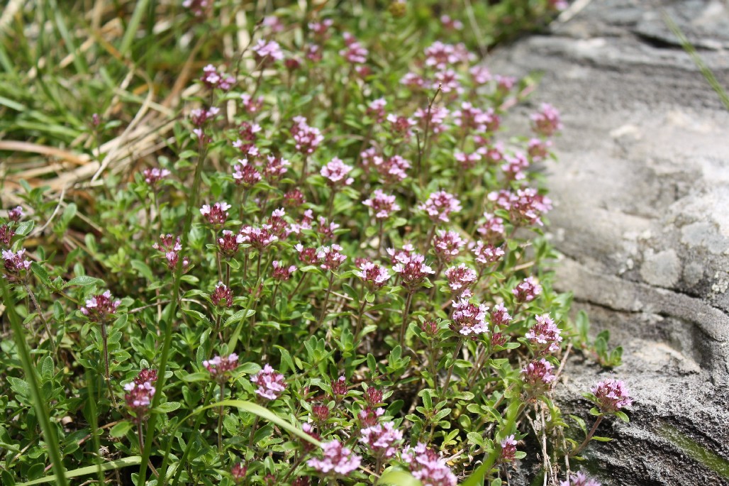 Thymus pulegioides / Timo goniotrico