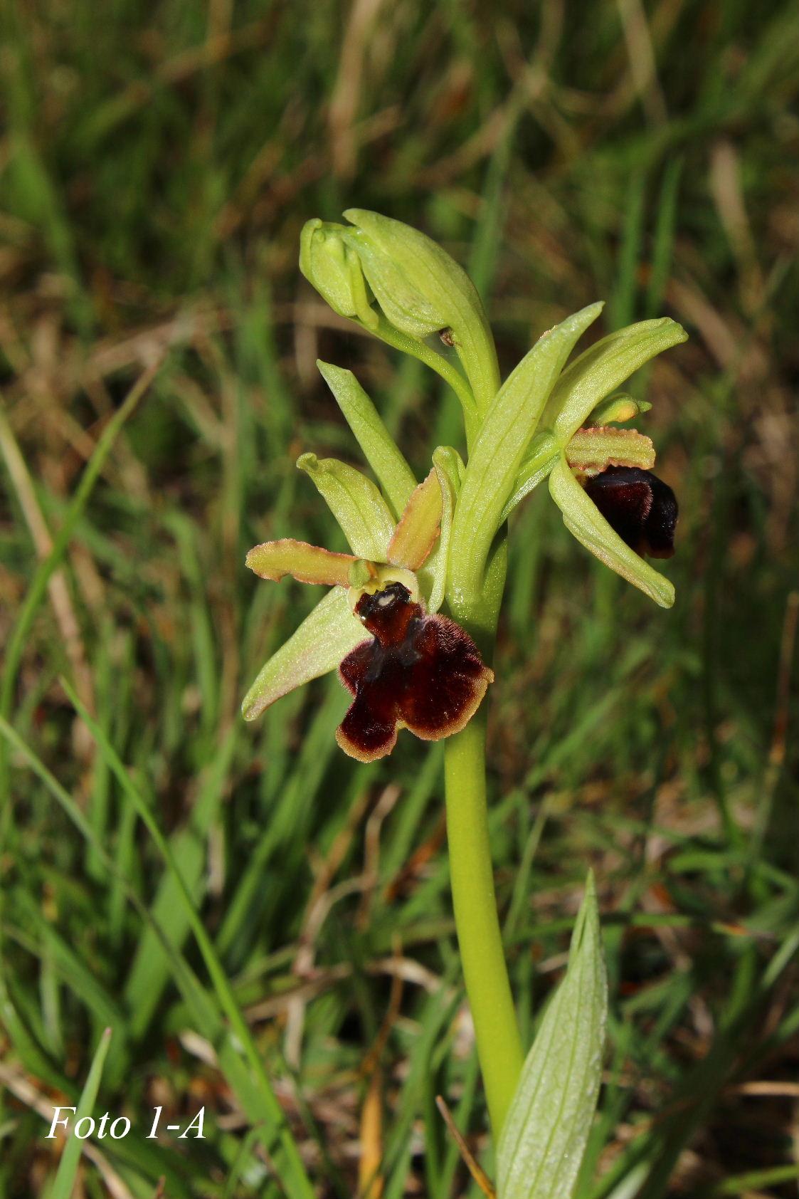 Ophrys ????