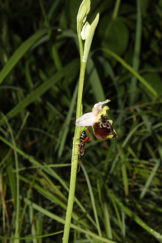 Sono tutte Ophrys tetraloniae ???