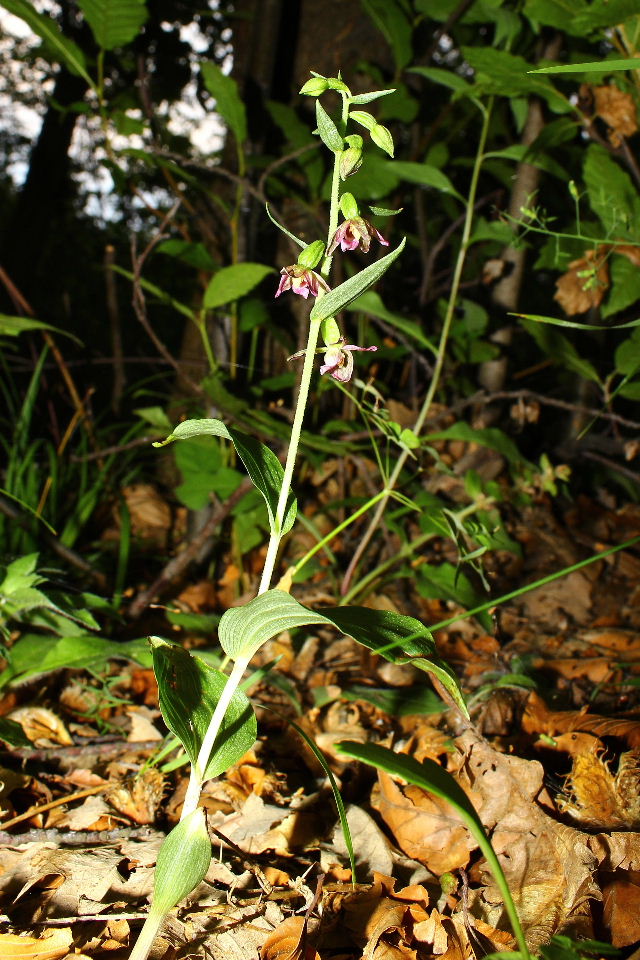 Epipactis placentina