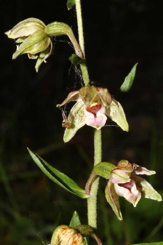 Epipactis da determinare  1