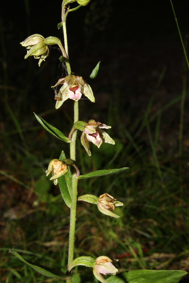 Epipactis da determinare  1