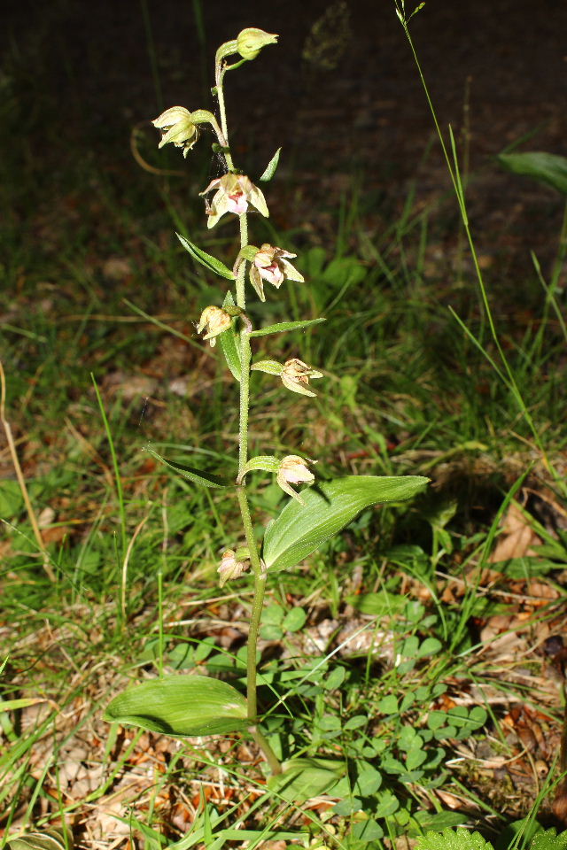 Epipactis da determinare  1