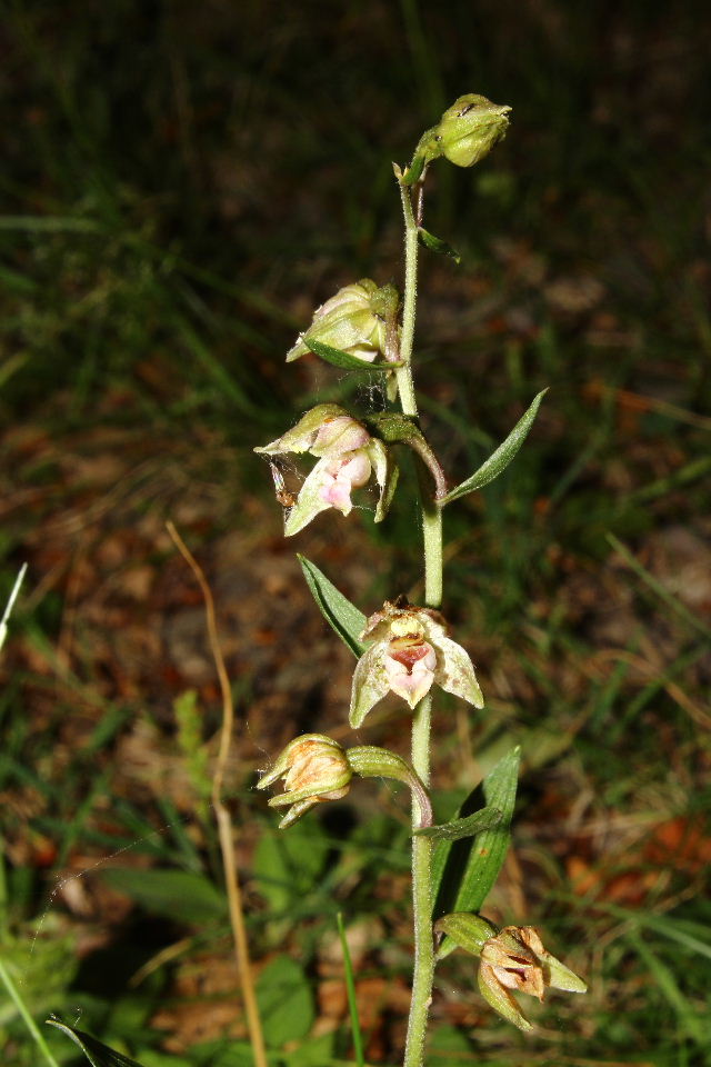 Epipactis da determinare  1