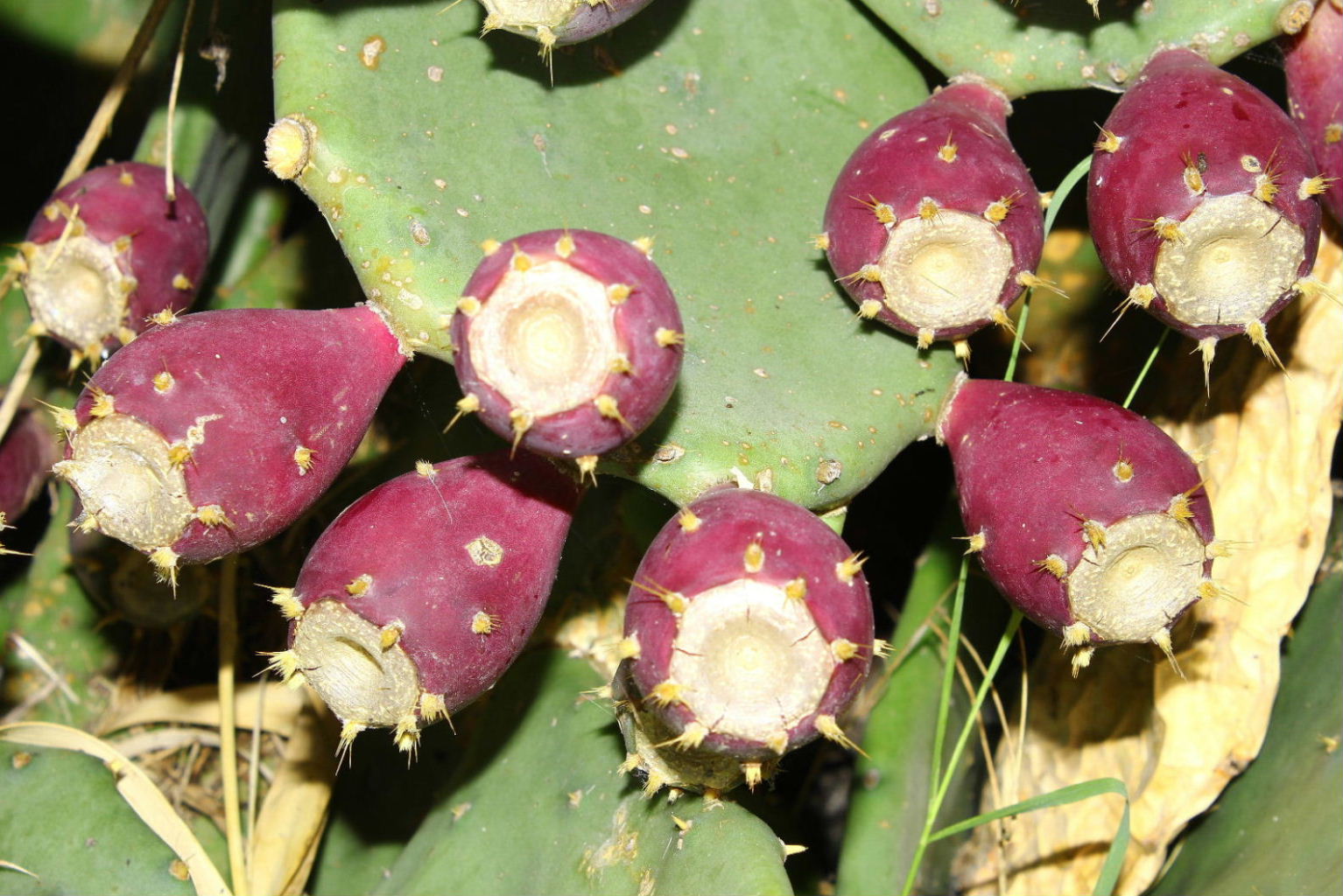 Opuntia stricta / Fico d''India compatto