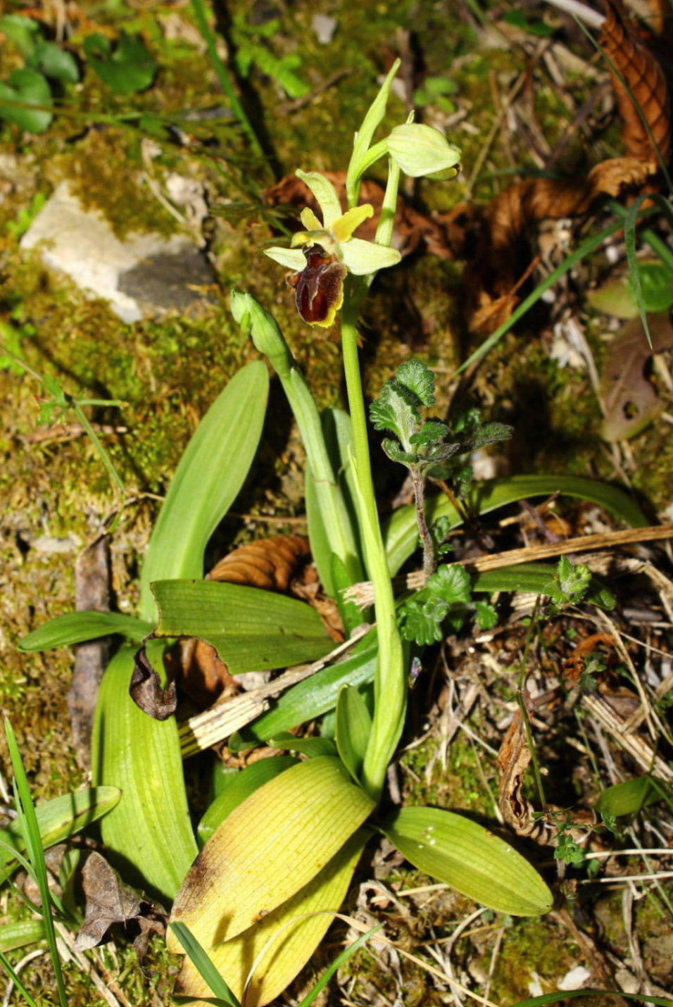 Ophrys spegodes mini-2