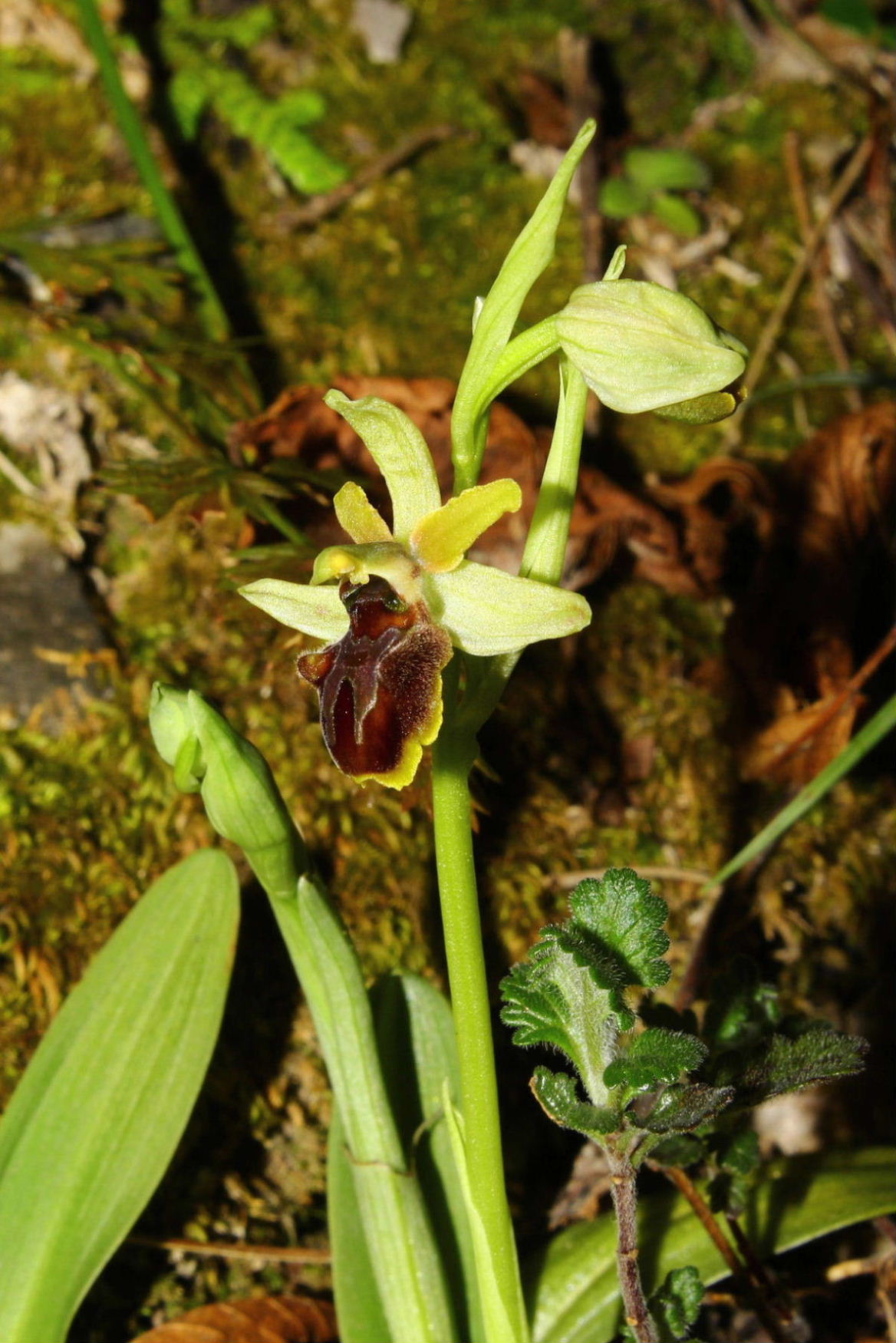 Ophrys spegodes mini-2