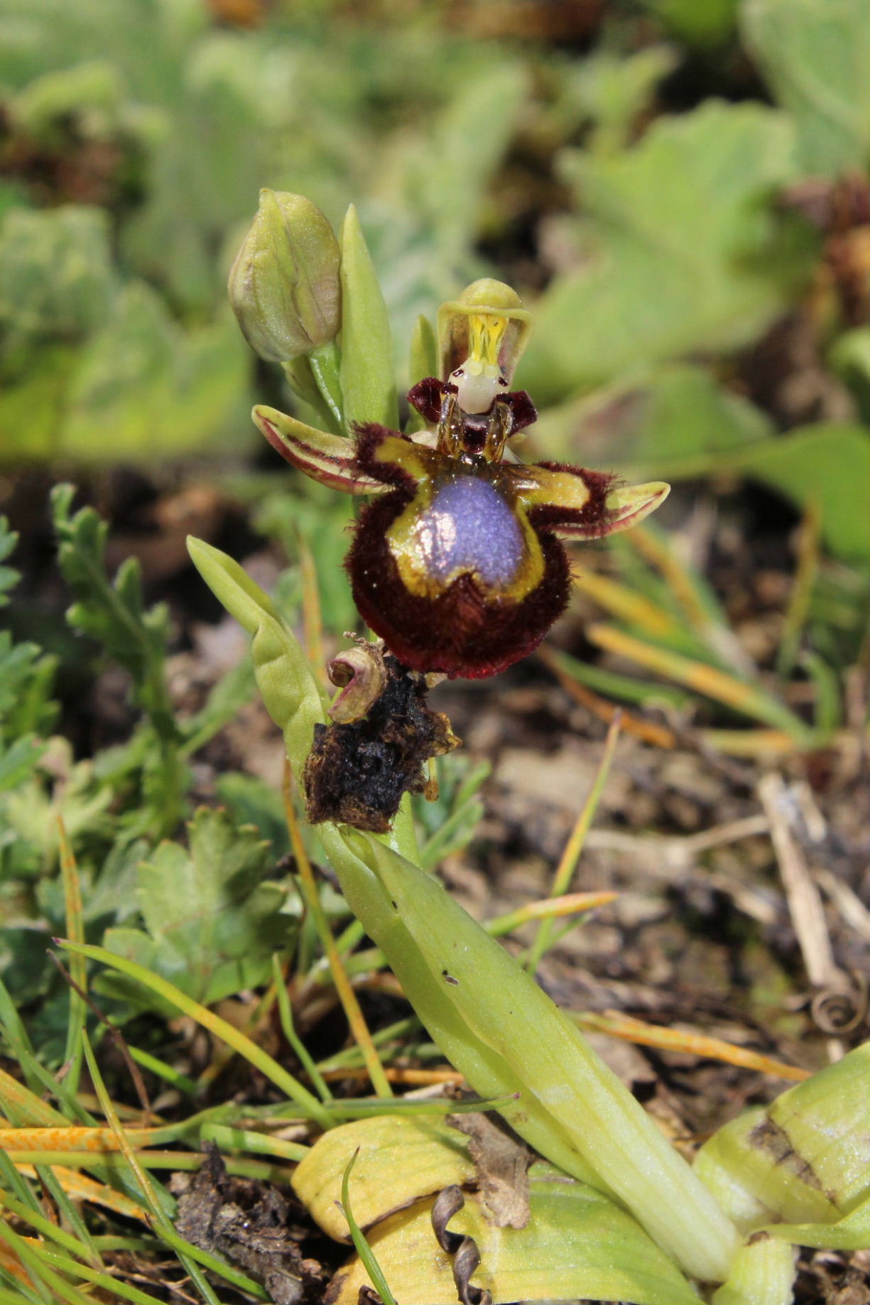 Per Orchidee lungo la piana del fiume Magra (SP)