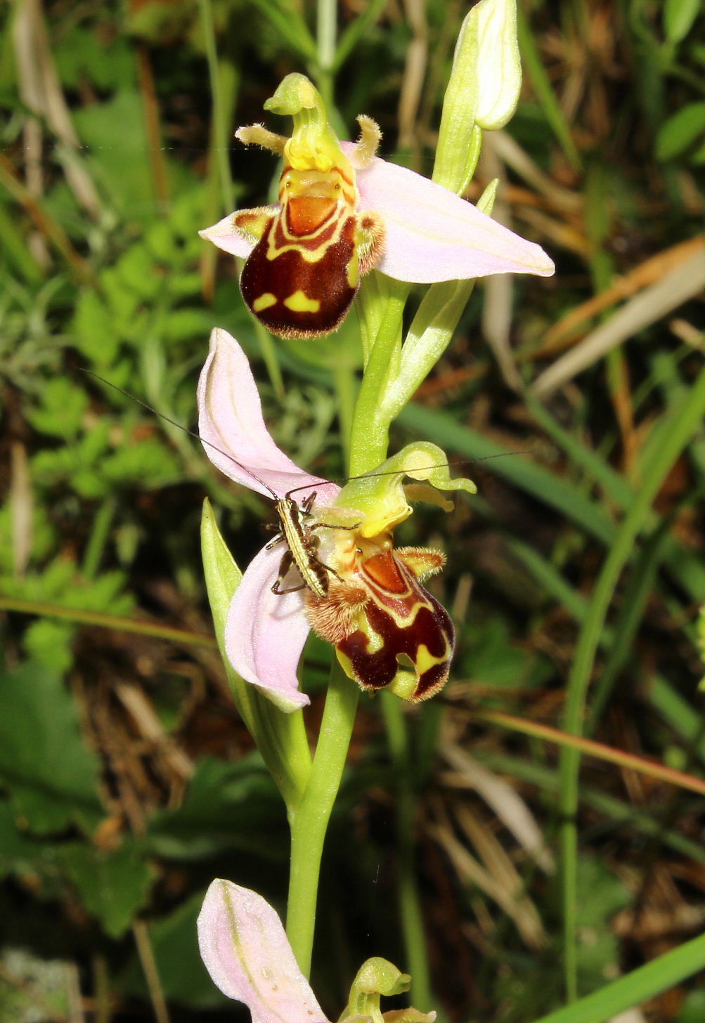 Ophrys apifera var. aurita