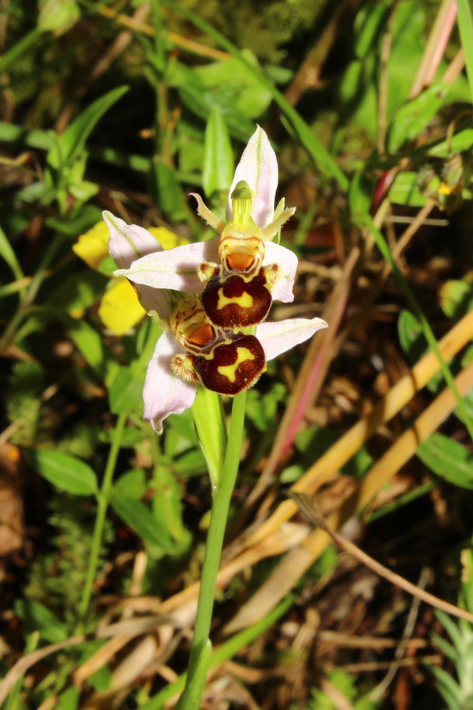 Ophrys apifera var. aurita