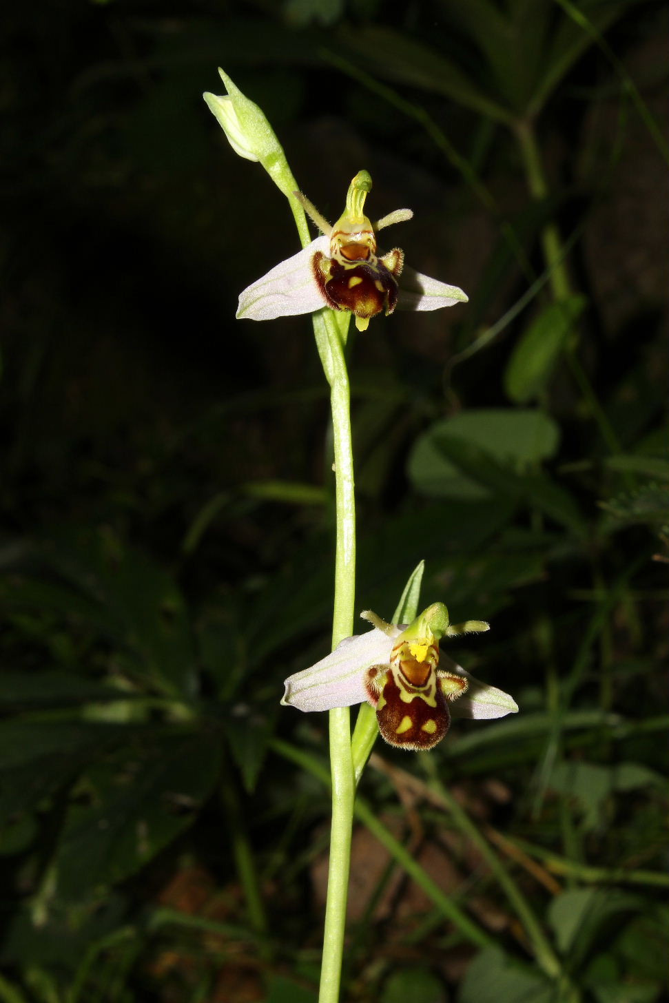 Ophrys apifera var. aurita