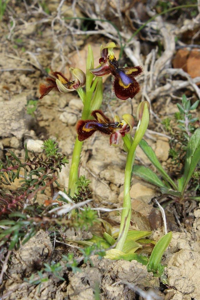 Ophrys speculumLiguria