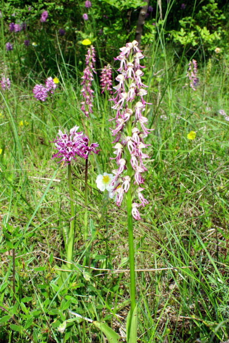 Orchis xbergonii