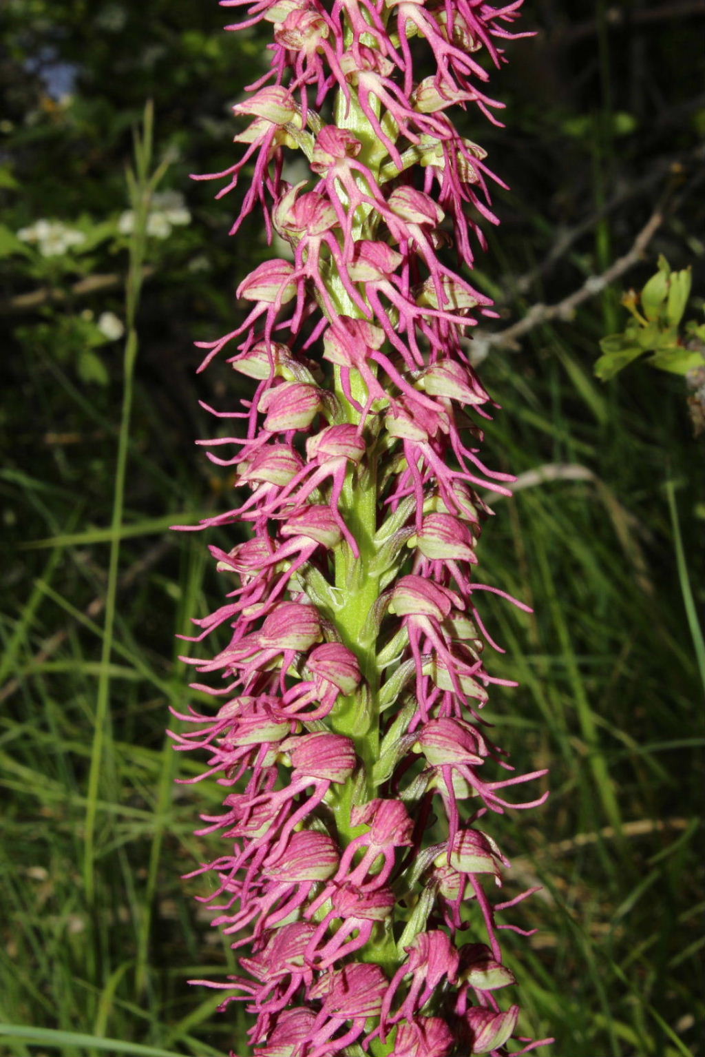 Orchis xbergonii