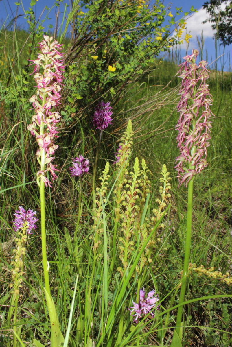 Orchis xbergonii