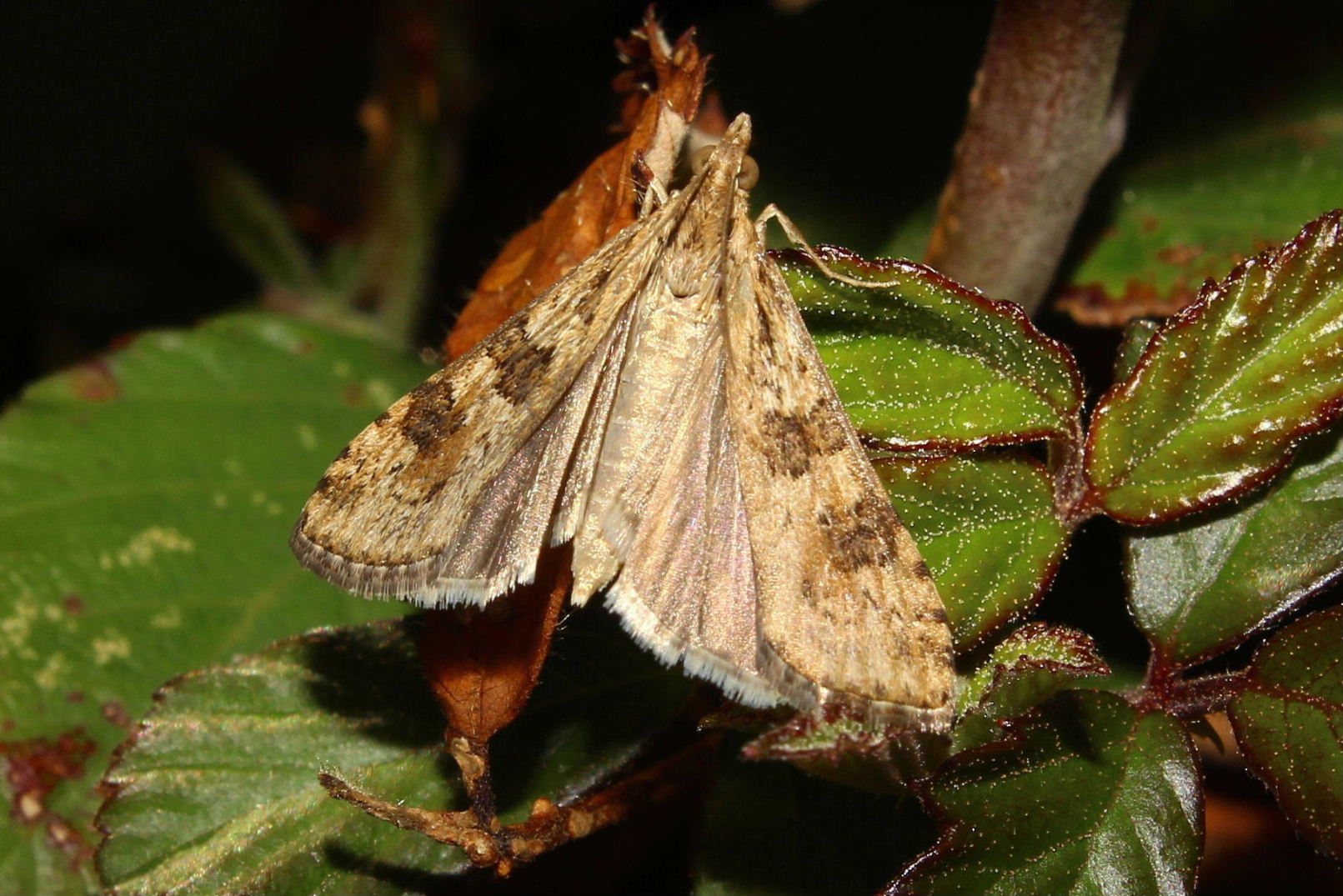 Farfalla da determinare 7 - Nomophila noctuella