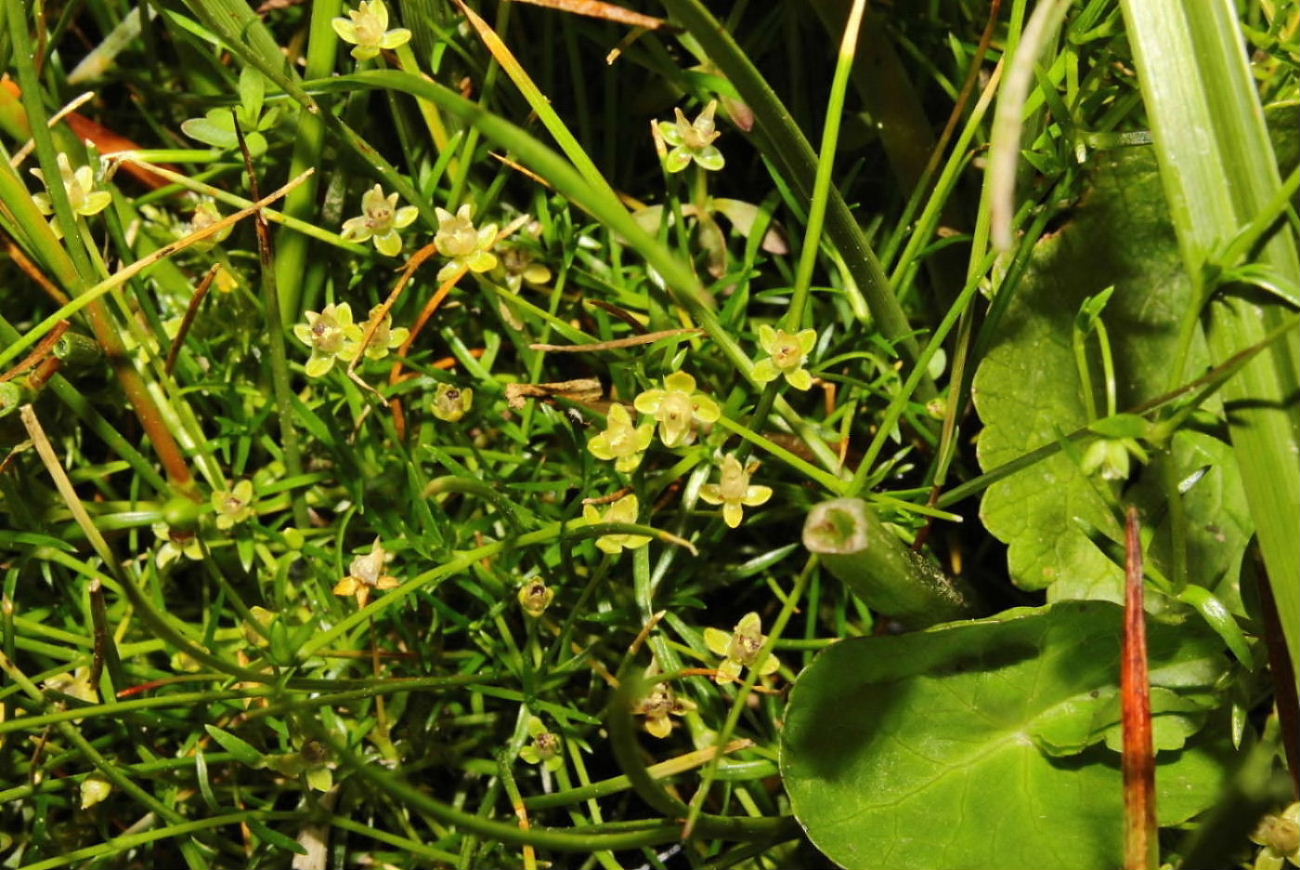 Sagina procumbens / Sagina sdraiata