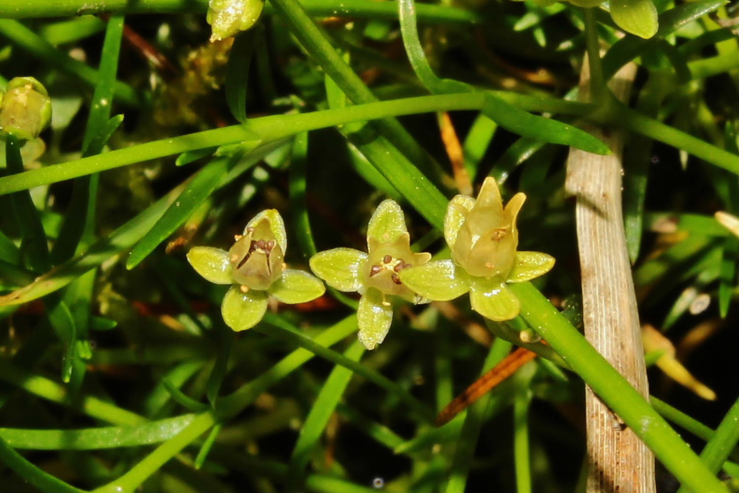 Sagina procumbens / Sagina sdraiata