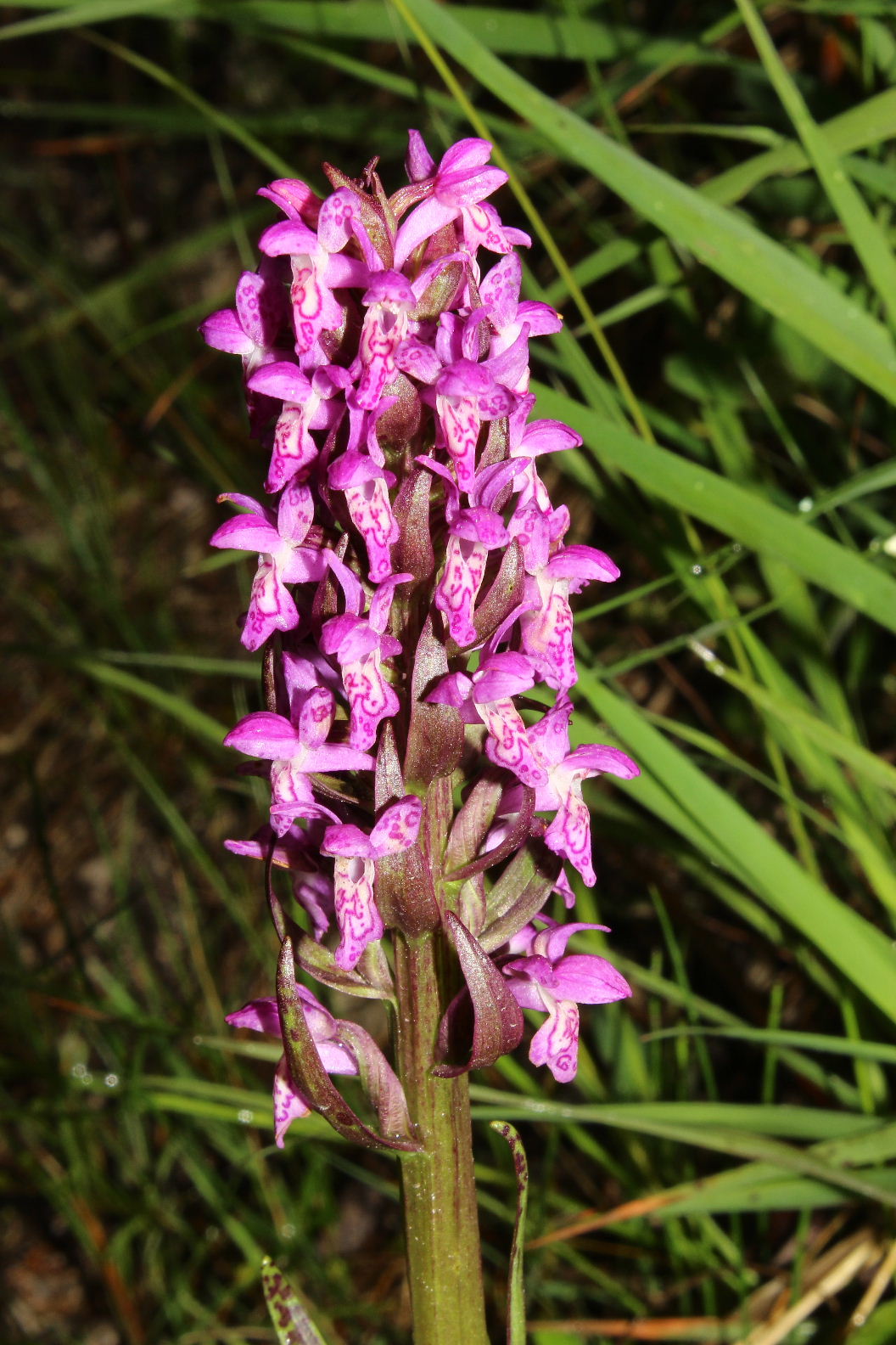 Orchidee dallAlto Adige