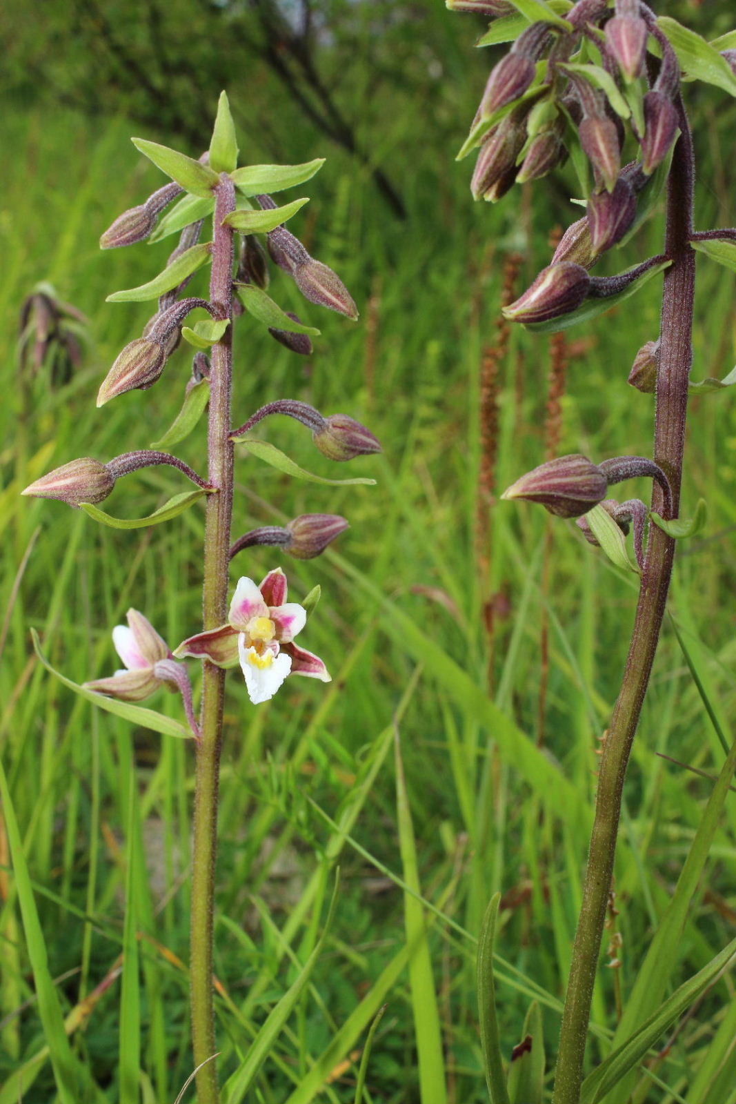 Orchidee dallAlto Adige