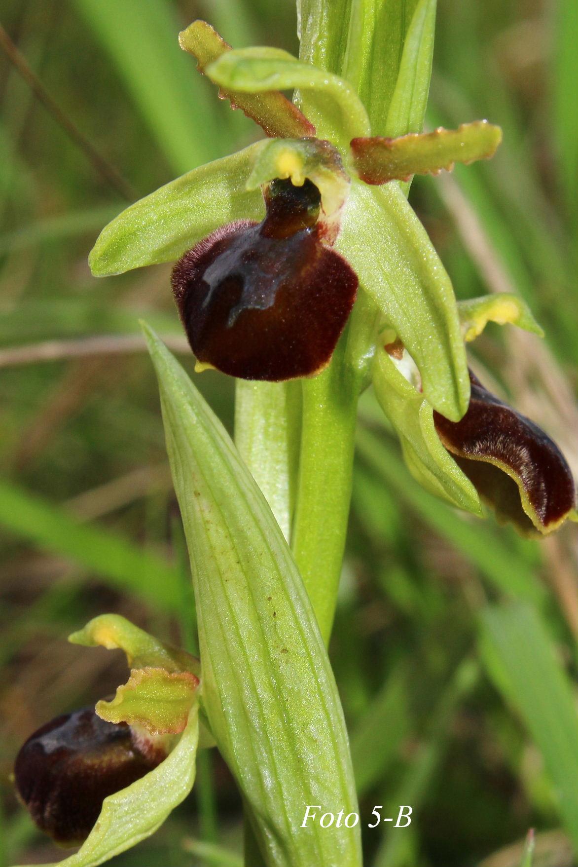 Ophrys ????