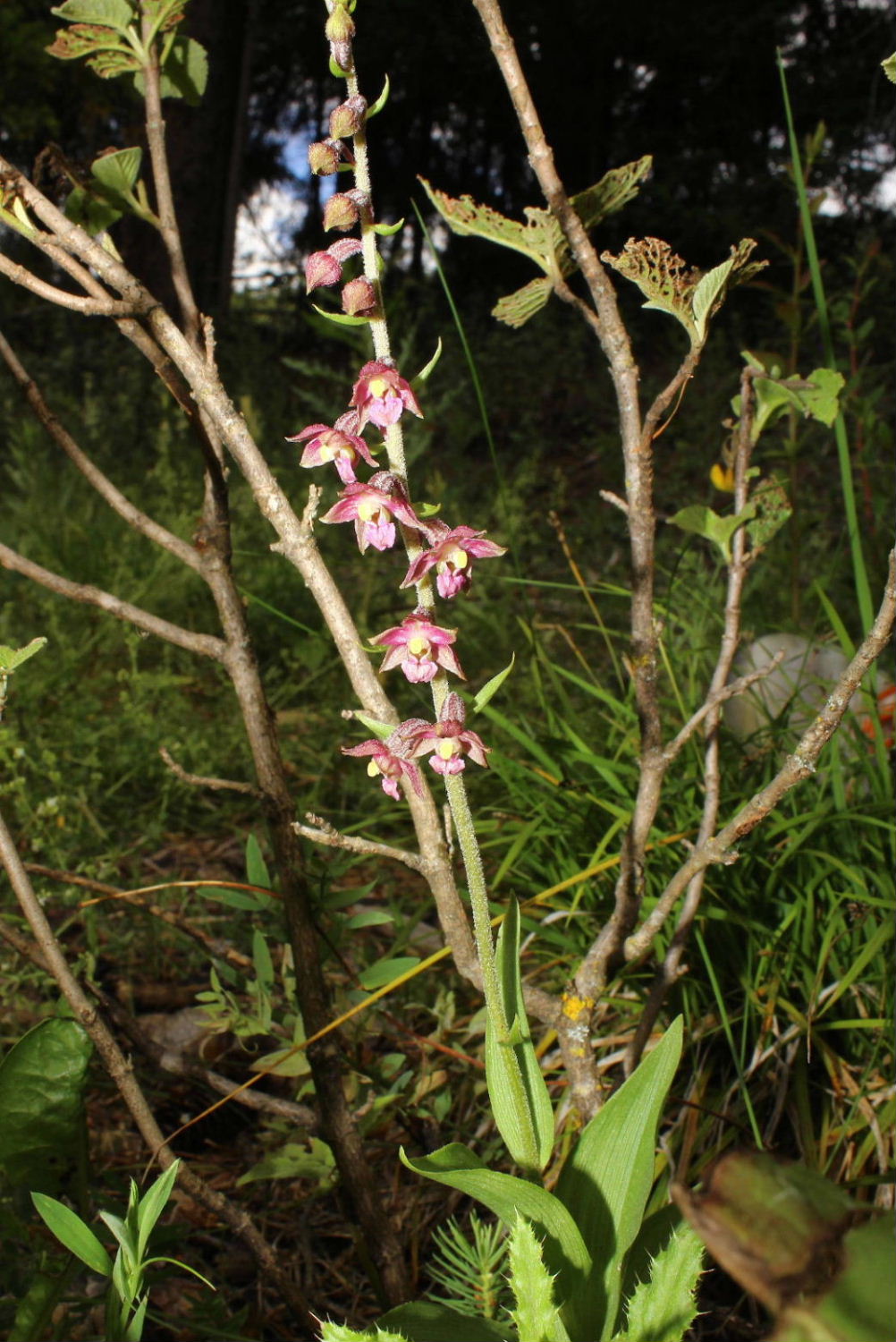 Orchidee dallAlto Adige