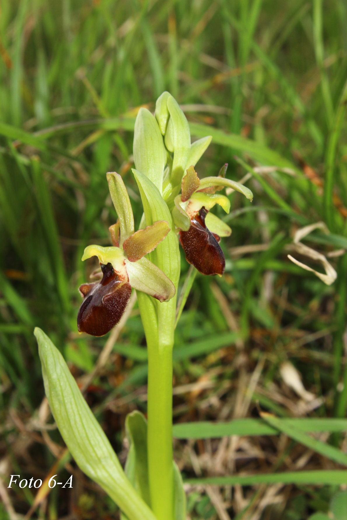 Ophrys ????