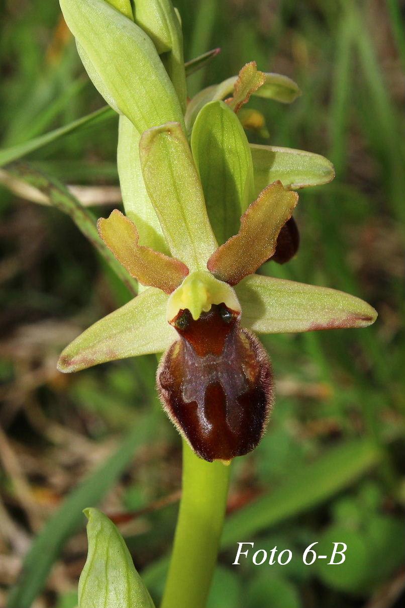 Ophrys ????