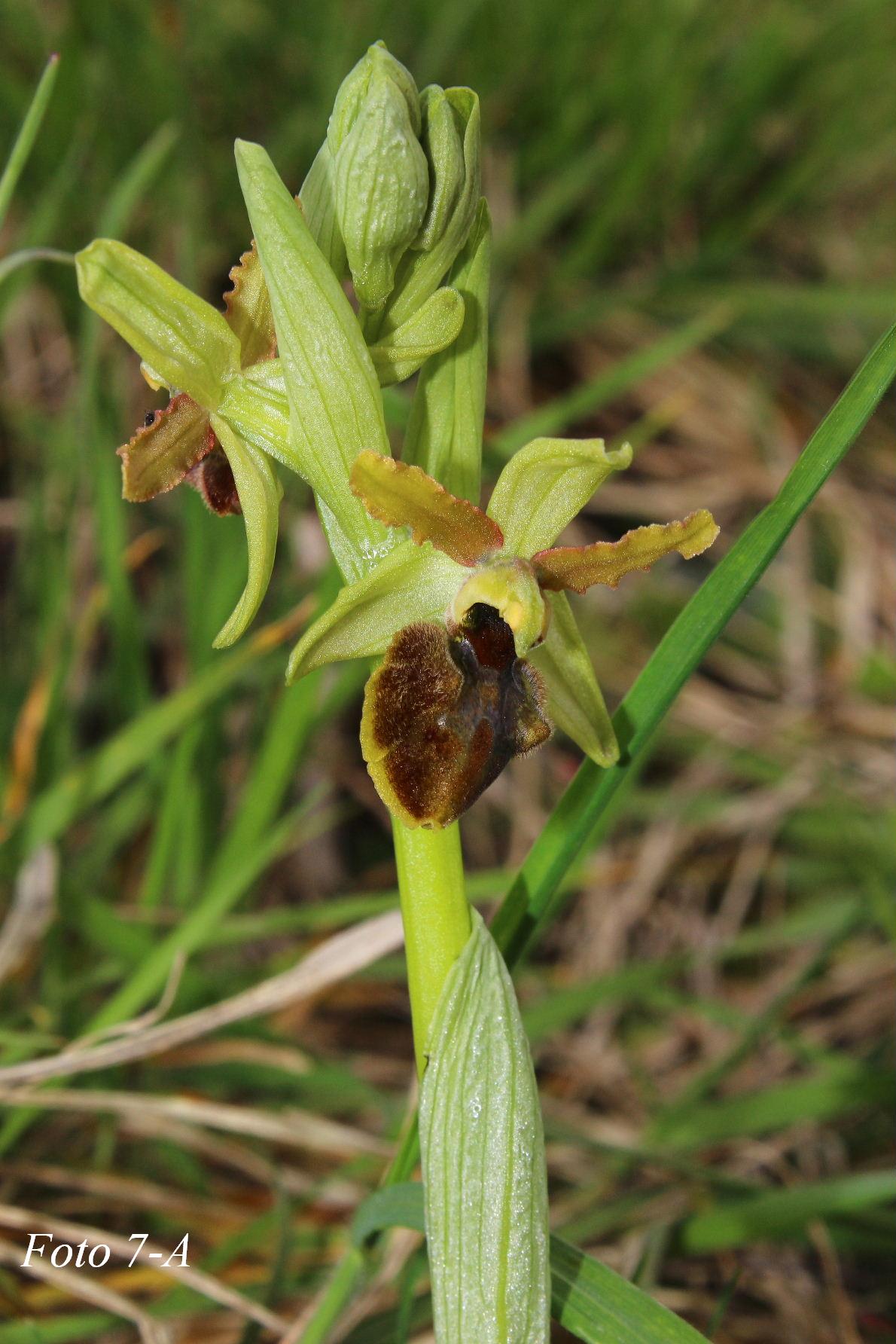 Ophrys ????