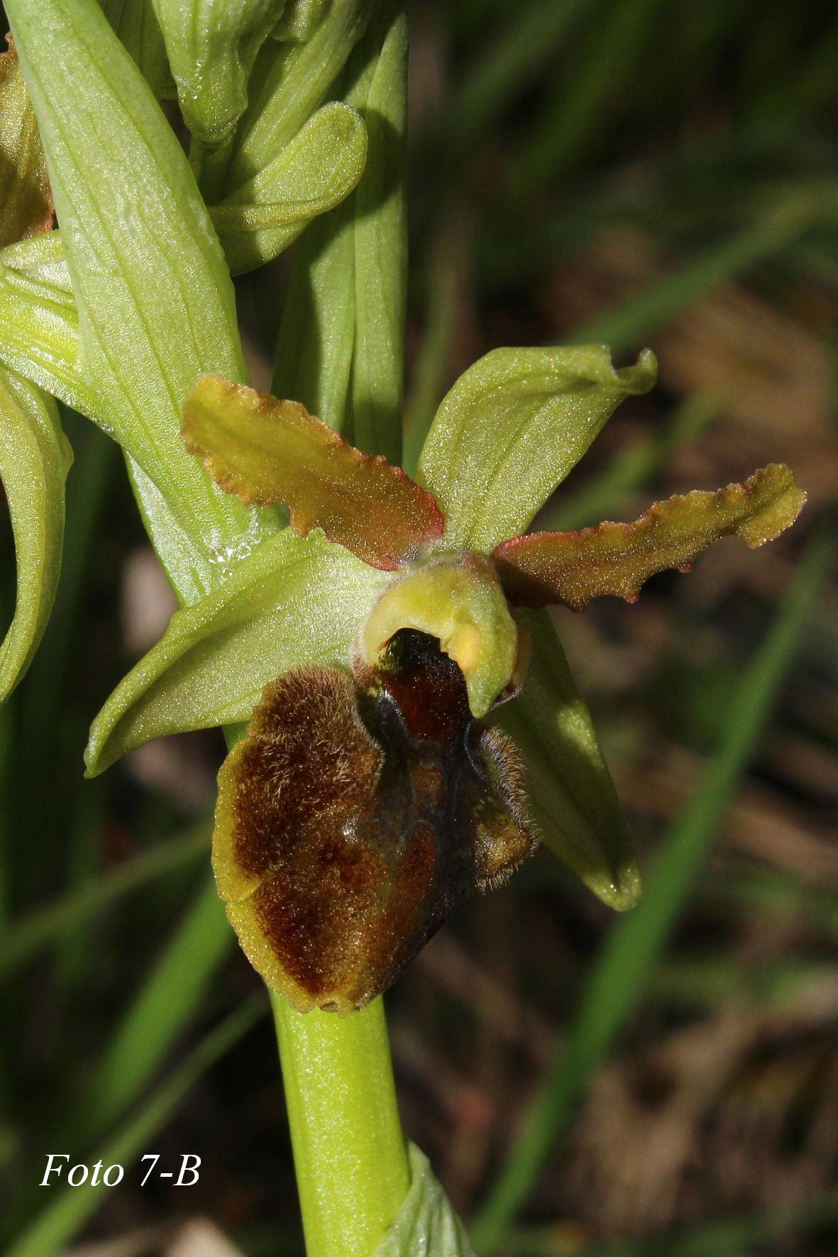 Ophrys ????