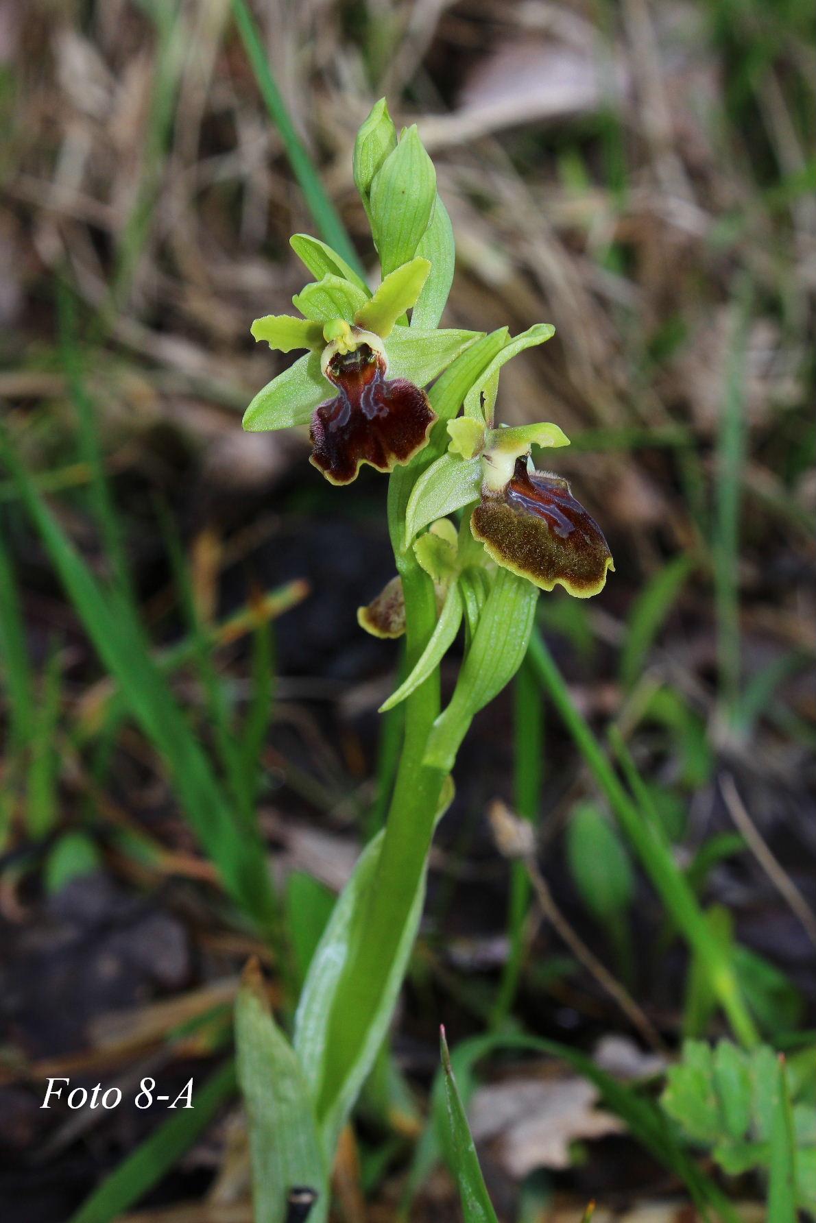 Ophrys ????