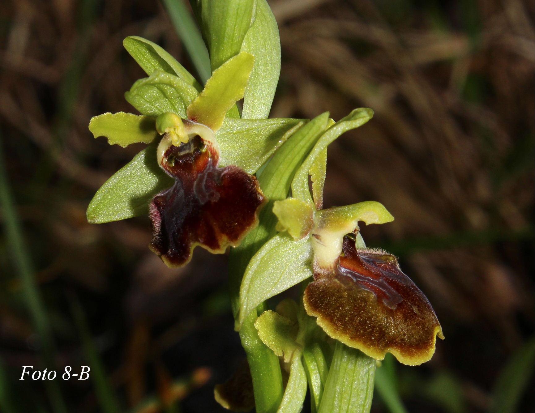 Ophrys ????