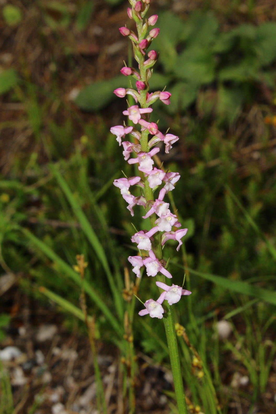 Orchidee dallAlto Adige